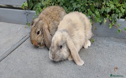Mini Lop rabbits for sale: Mini lop baby rabbits - Image 1