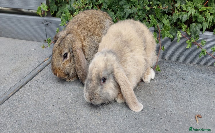 Mini Lop rabbits - Advert 1