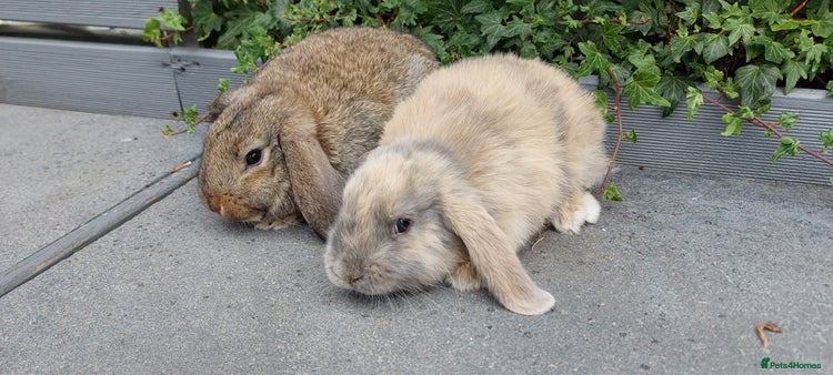 Mini Lop rabbits - Advert 14