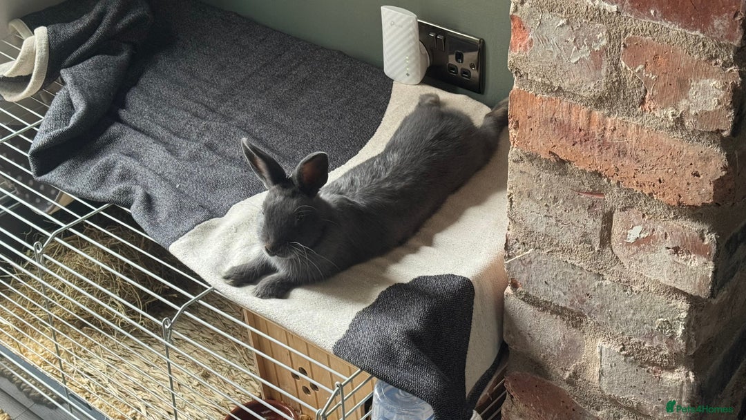 Netherland Dwarf rabbits for sale: Otter blue rabbit - Image 3