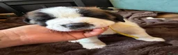 Saint Bernard dogs for sale: Exceptional St Bernard Puppies - Advert 39