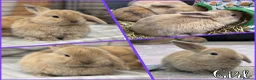 Mini Lop rabbits for sale: Beautiful baby mini lops - Advert 4