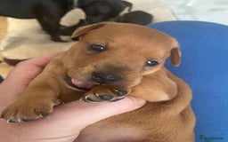 Mixed Breed dogs for sale: Plummer x Lakeland puppies  - Image 6