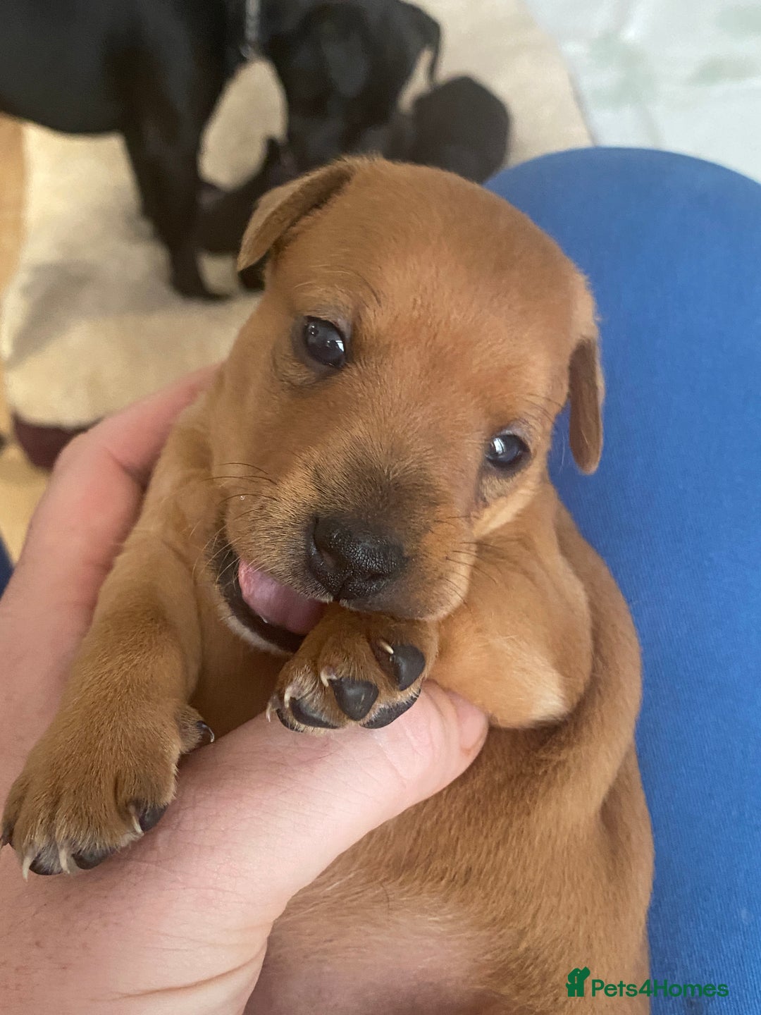 Mixed Breed dogs for sale: Plummer x Lakeland puppies  - Image 6