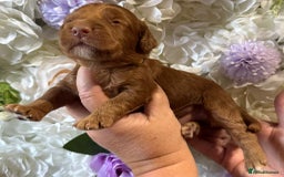 Cockapoo dogs for sale: F1 mini Cockapoos 30 dna health tested clear  - Image 6
