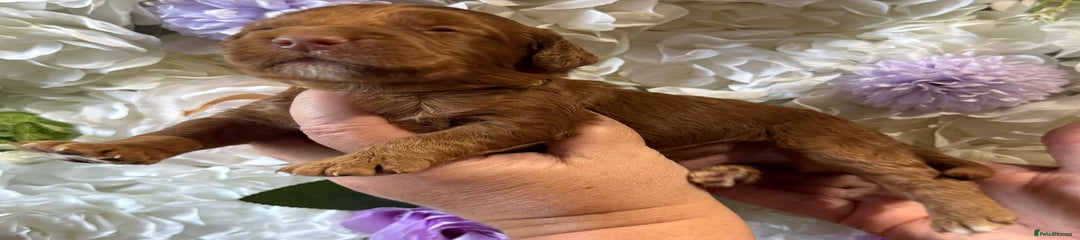 Cockapoo Puppy 4
