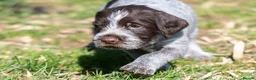 German Wirehaired Pointer dogs for sale: READY TO GO! HEALTH CHECKED, 2ND VACC. KC REG - Advert 14