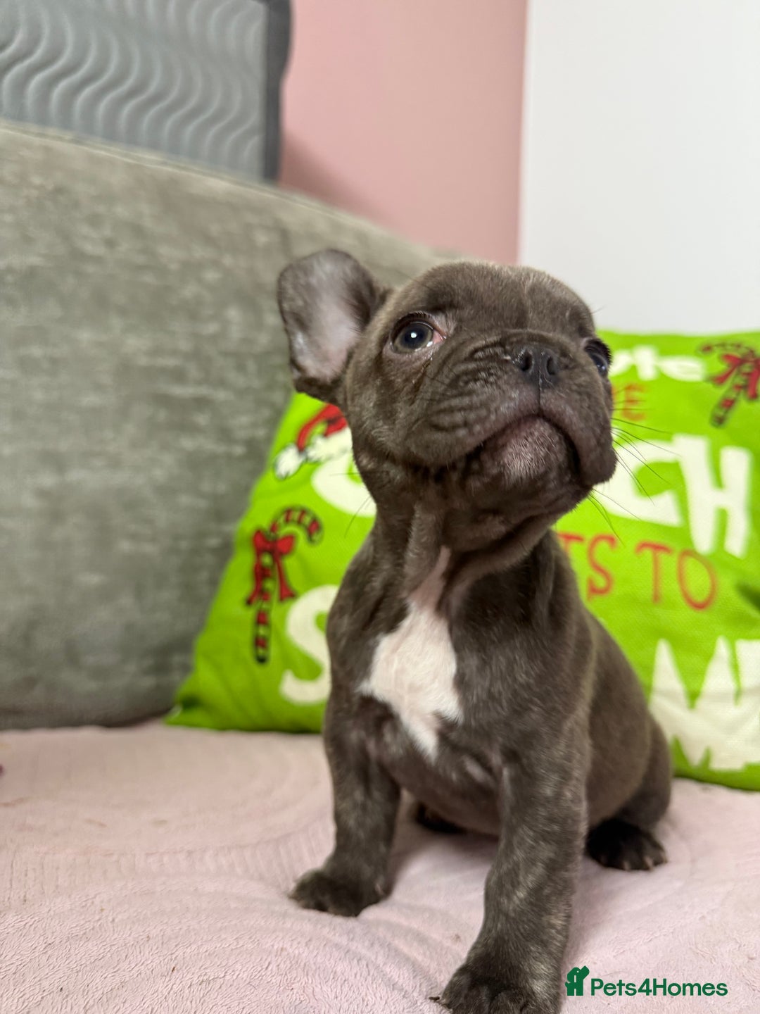 French Bulldog dogs for sale: 🐾 LAST PUPPY AVAILABLE –(Micro-Expected) – £900 - Advert 16