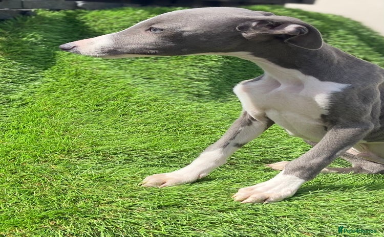 Whippet dogs - Advert 1