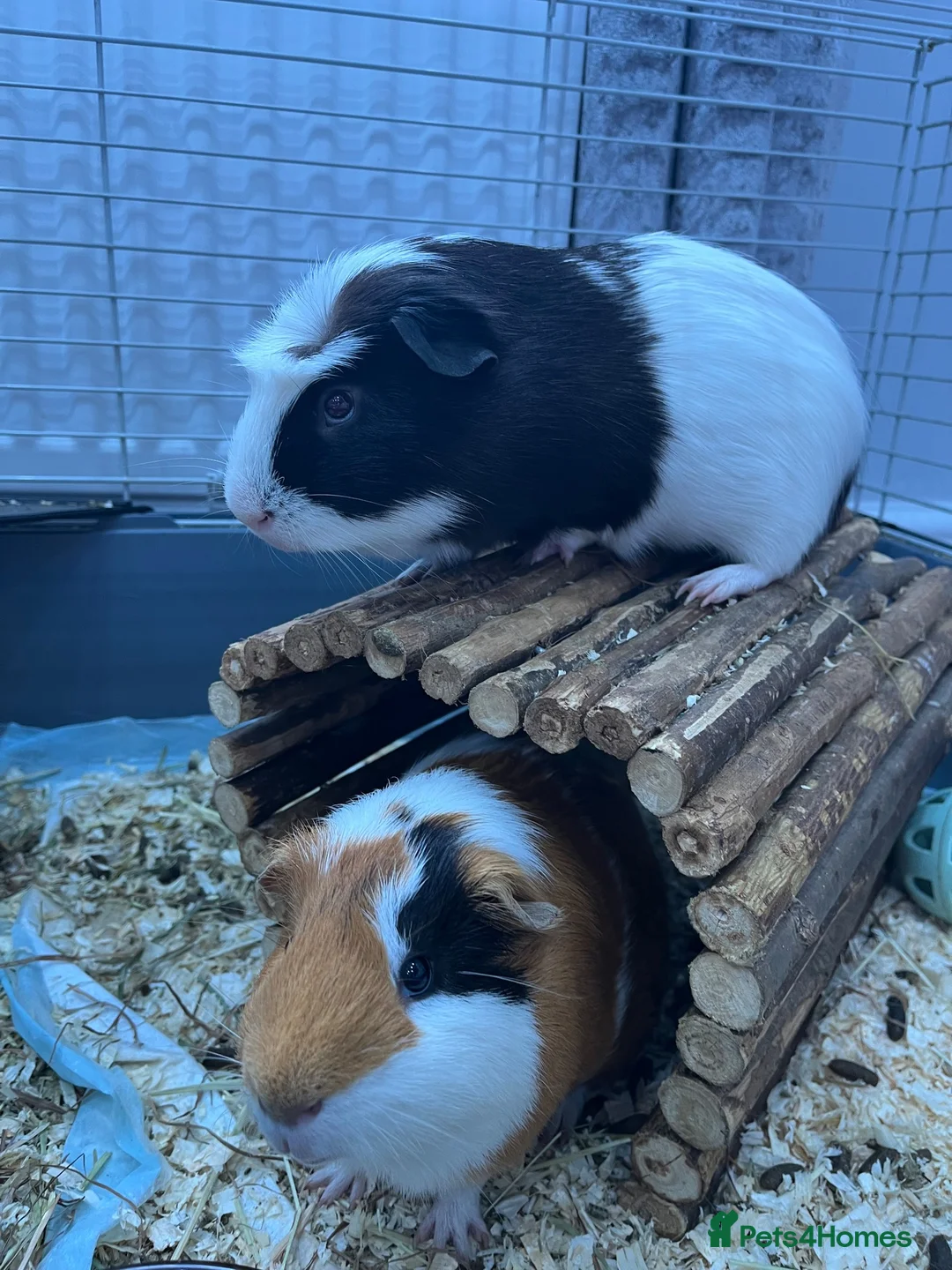 Guinea Pig rodents for sale: 2 x male guinea pigs  - Advert 2