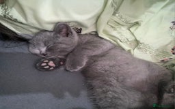 British Shorthair cats for sale: British Shorthair Kittens - Image 8
