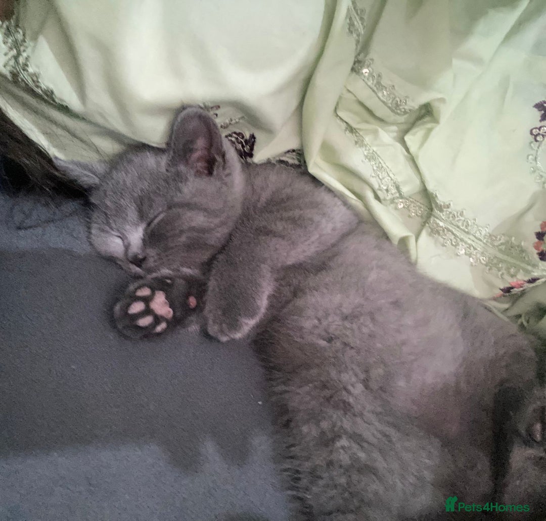 British Shorthair cats for sale: British Shorthair Kittens - Image 8