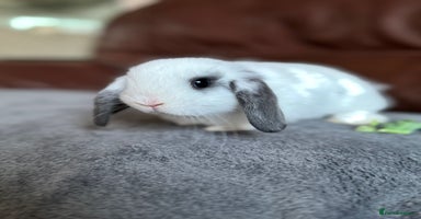 Mini Lop rabbits - Advert 9