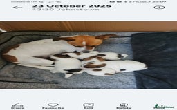 Jack Russell dogs for sale: Jack russell - Advert 4