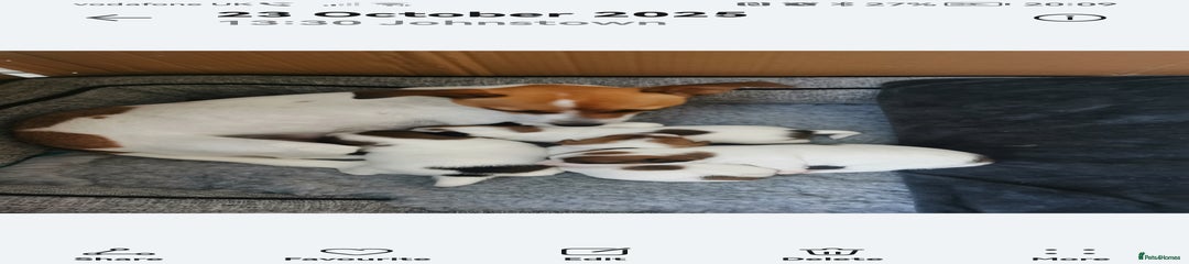 Jack Russell Puppy 2