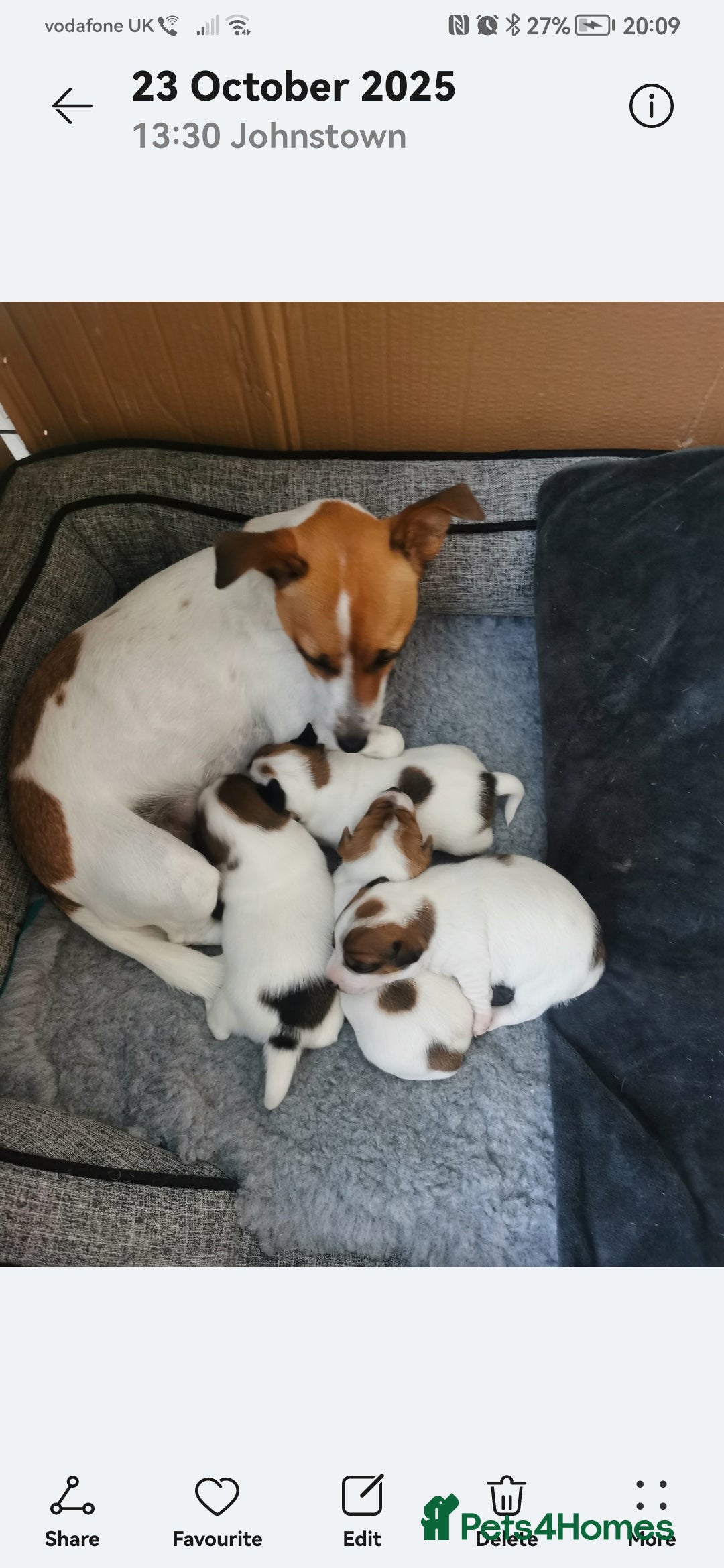 Jack Russell dogs for sale: Jack russell - Advert 4