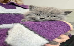 British Shorthair cats for sale: Chunky British Shorthair Blue Kittens 🐱💙 - Image 16