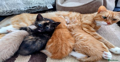 Mixed Breed cats - Advert 10