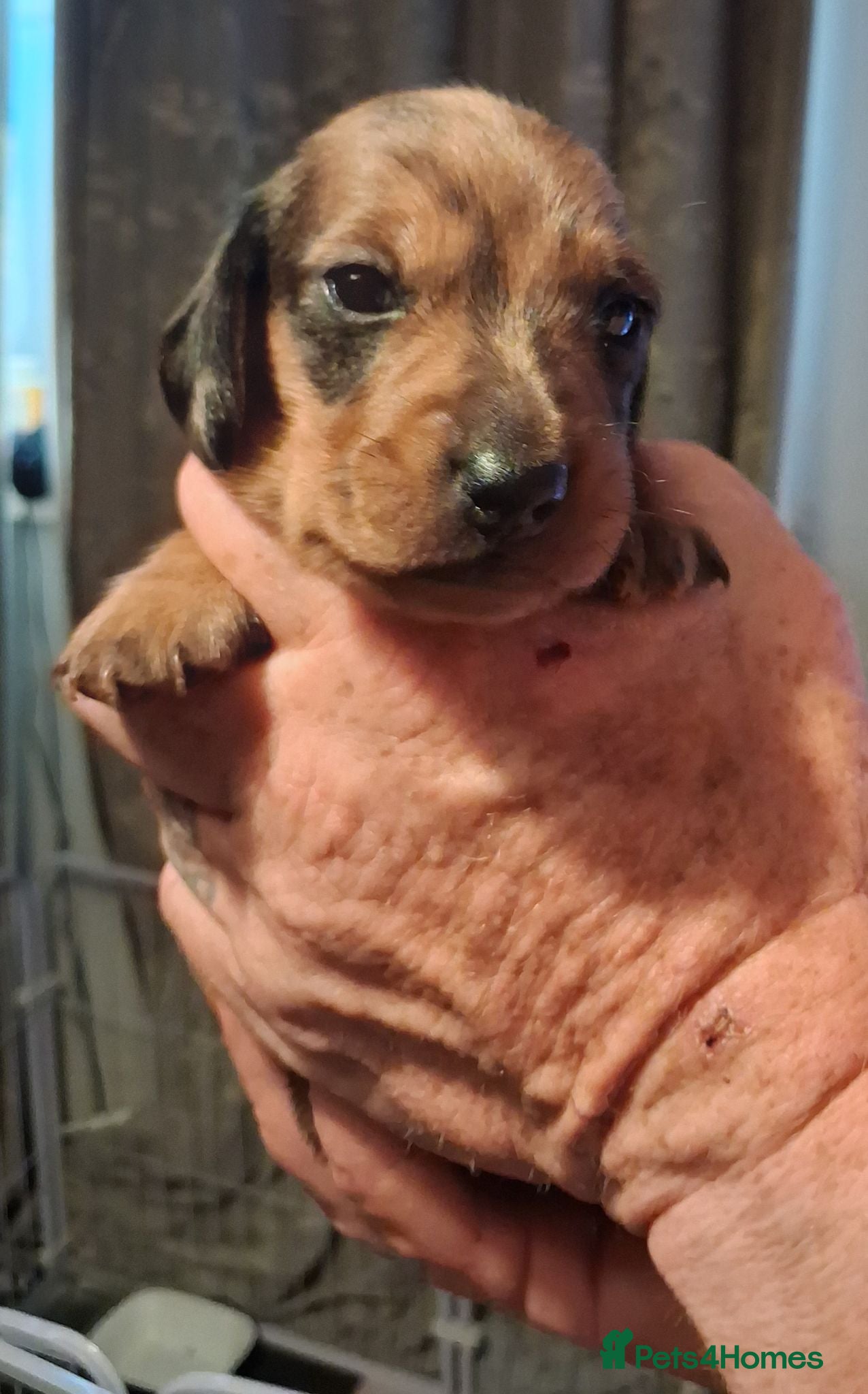 Miniature Dachshund dogs 2choc dapple boys available - Advert 7