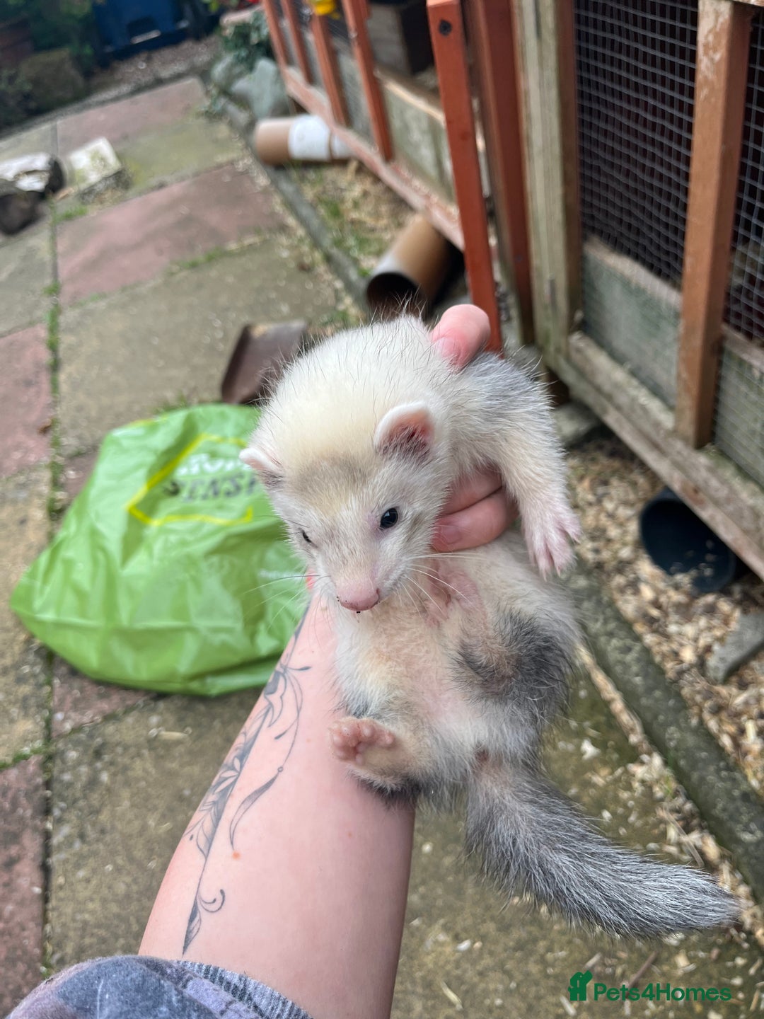 Ferret rodents for sale: Ferrets for sale - Image 5