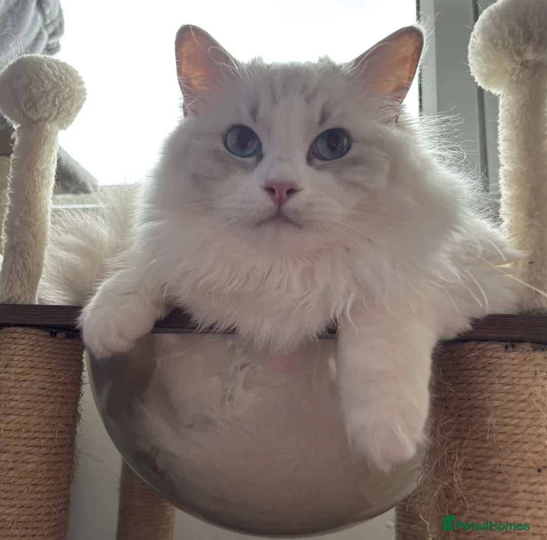 Ragdoll cats for sale: Two The last Boys Pedigree Ragdoll  Available - Advert 12