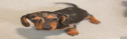 Miniature Dachshund dogs for sale: Four beautiful miniature dachshund puppies  - Advert 5