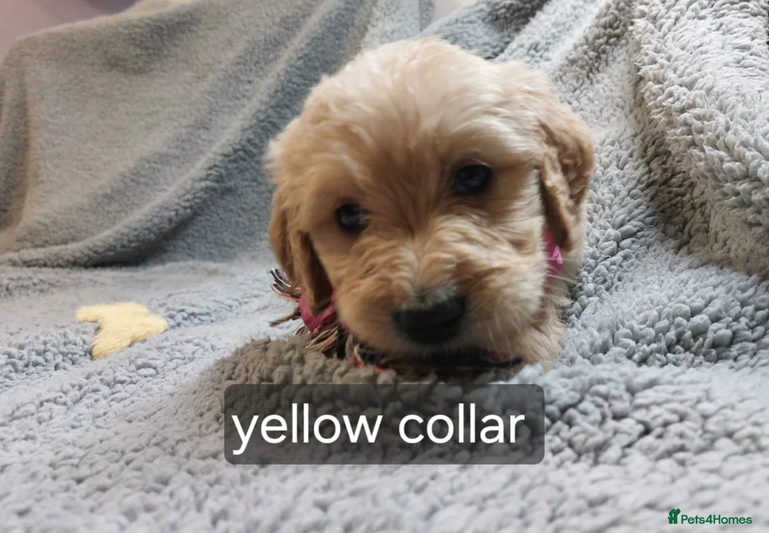 Goldendoodle dogs for sale: 2 beautiful F1 female Goldendoodle pups for sale - Advert 8
