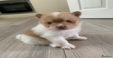 Pomeranian dogs - Advert 3