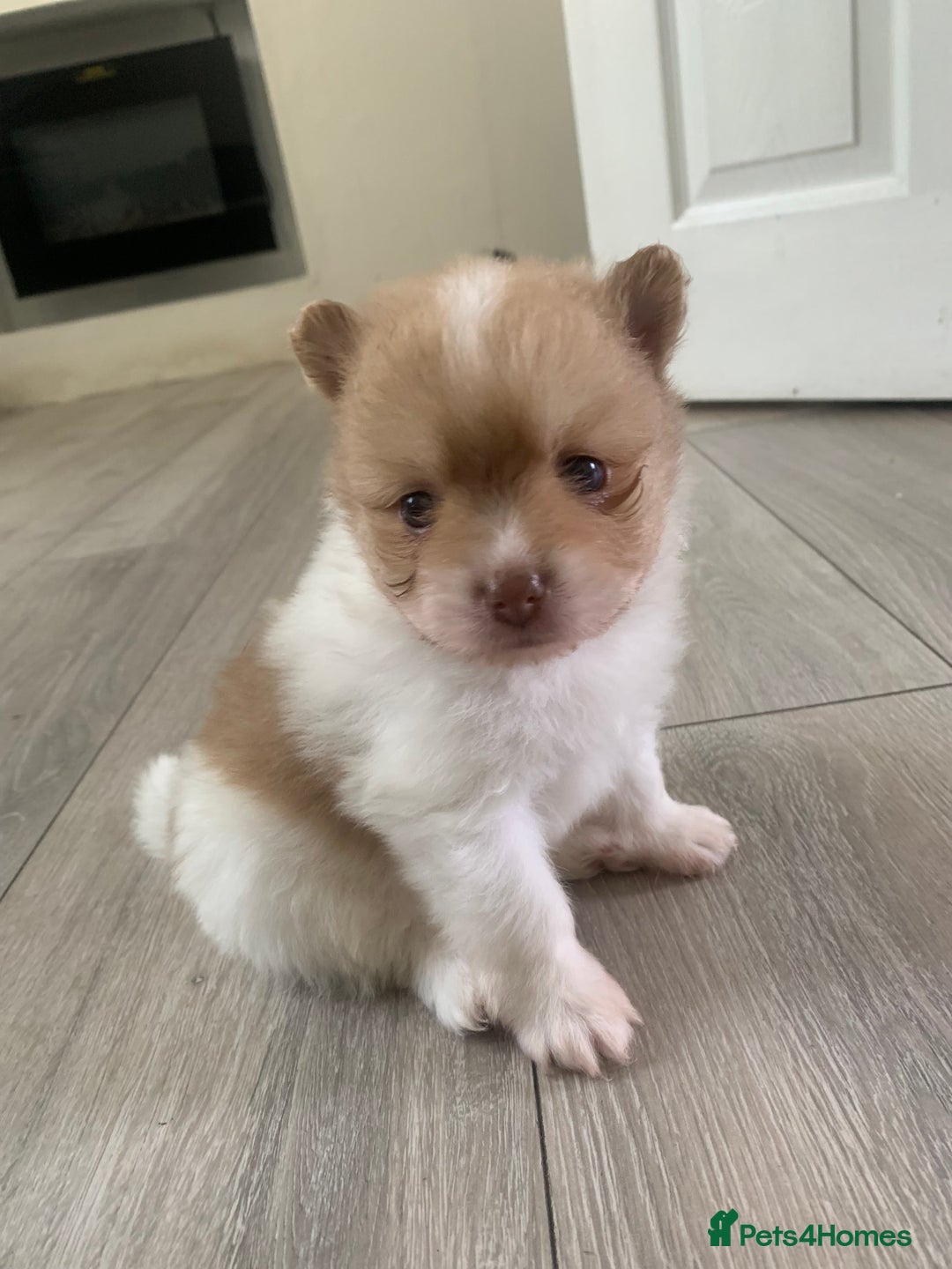 Pomeranian dogs for sale: Beautiful Pomeranian puppies ❤️ - Image 2
