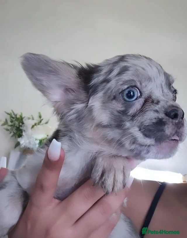 French Bulldog dogs 🐾 Beautiful Full Fluffy French Bulldog Puppies 🐾 - Advert 2