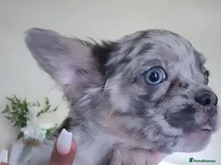 French Bulldog dogs 🐾 Beautiful Full Fluffy French Bulldog Puppies 🐾 - Advert 3