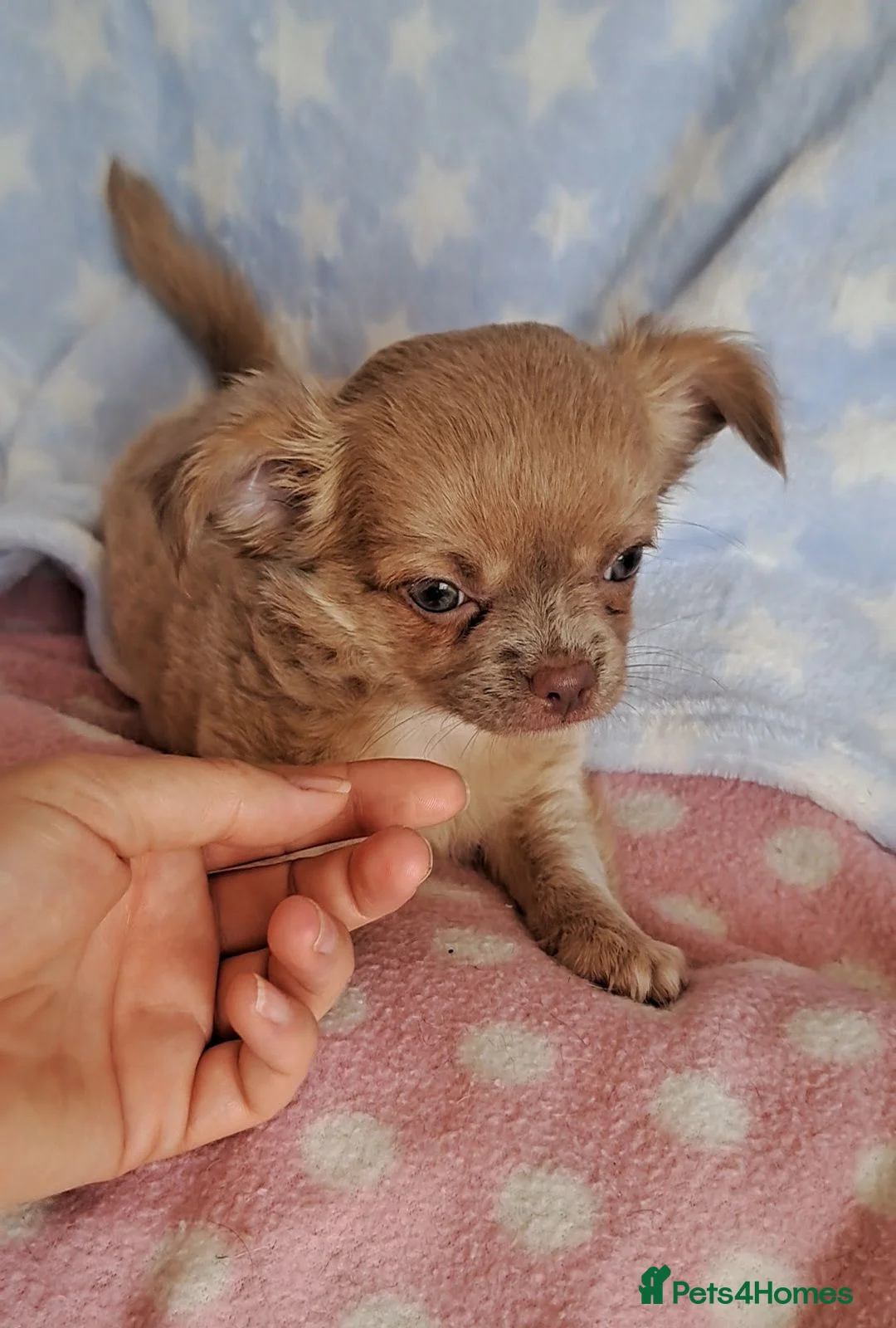 Chihuahua dogs for sale: Long Coat Chihuahua pups - Advert 1