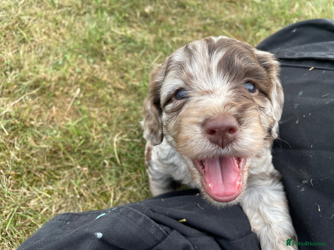 Sproodle dogs for sale: Sproodle Puppy 3 - 💥 Rare Gorgeous Chocolate Merle Sproodles 🐶 - Image 9