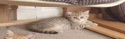 British Shorthair cats for sale: British Shorthair Blue & Black Gold Spotted Tabby  - Advert 9