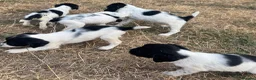 English Springer Spaniel dogs for sale: Healthy springer spaniel pups - Advert 4