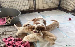 Cavachon dogs for sale: Cute Cavachon puppies  - Image 15