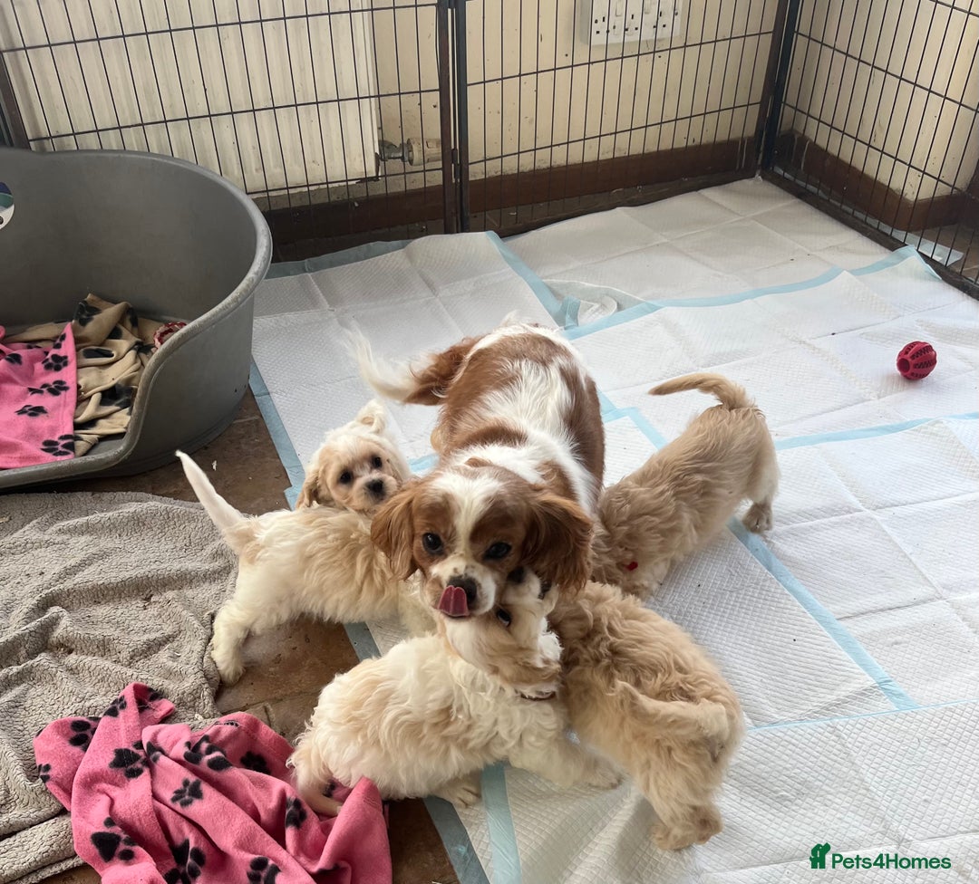 Cavachon dogs for sale: Cute Cavachon puppies  - Image 15
