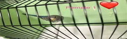 Budgerigars birds for sale: Black face budgies  - Advert 1