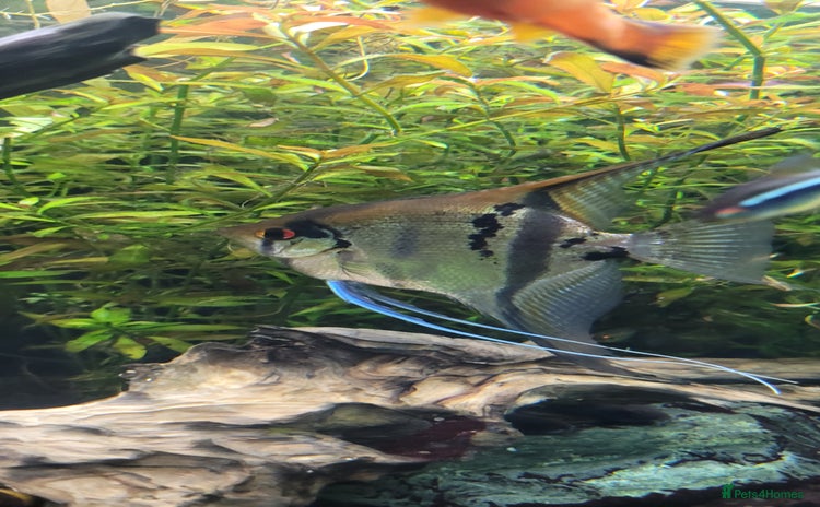 Angelfish fish - Advert 8