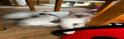 Ragdoll cats for sale: Gorgeous seal bi colour GCCF registered 💙 - Advert 11