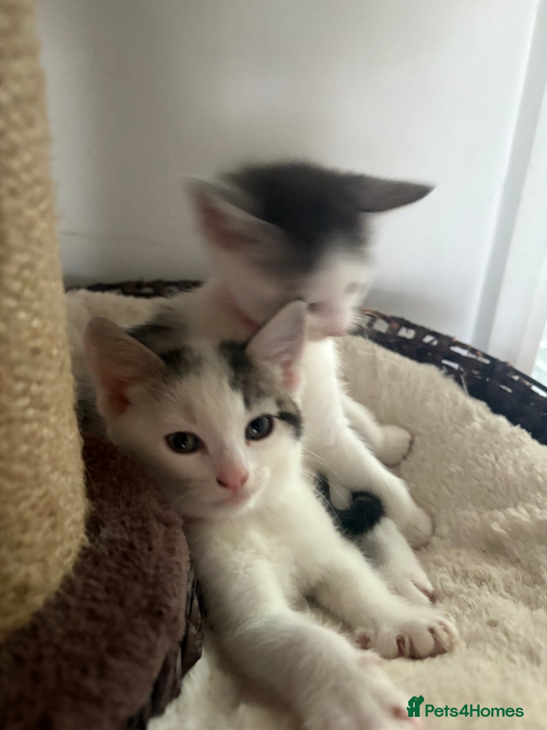 Mixed Breed cats for sale: Beautiful mixed breed kittens - Image 17