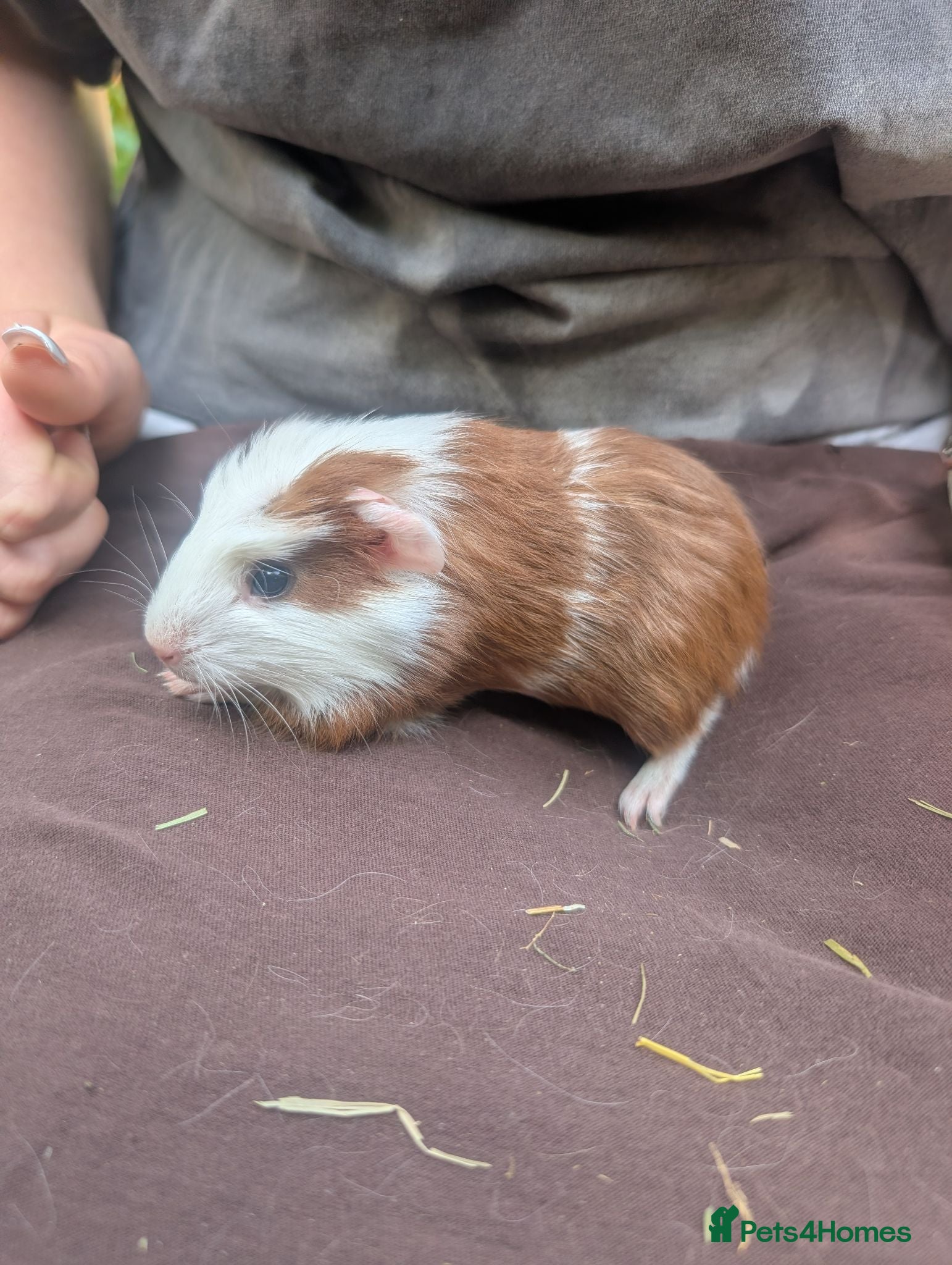 Guinea Pig rodents Guinea pig boys  - Advert 4