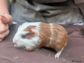 Guinea Pig rodents Guinea pig boys - Advert 4