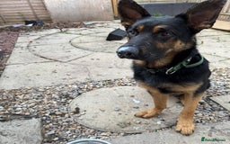 German Shepherd dogs for sale: 17month Old Male German Shepherd  - Image 6