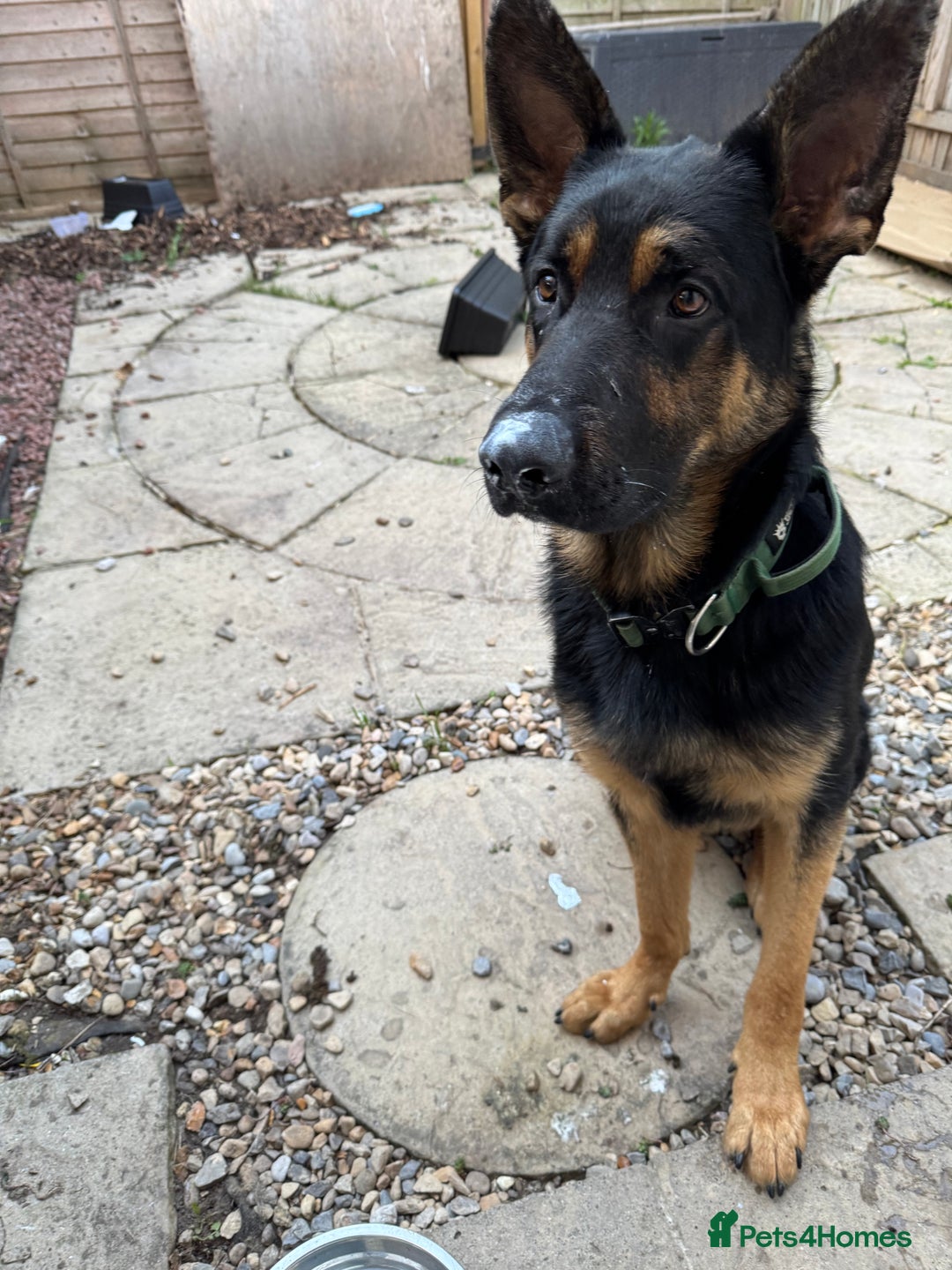 German Shepherd dogs for sale: 17month Old Male German Shepherd  - Image 6