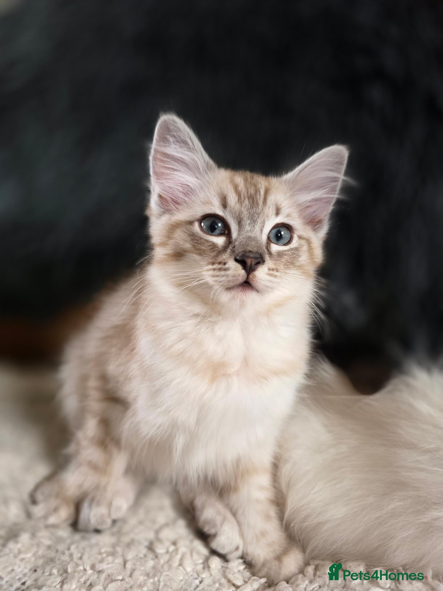 Ragdoll cats Beautifull Ragdoll Kittens - Ready Now! - Advert 18