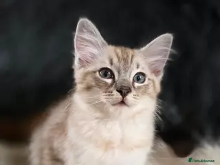 Ragdoll cats Beautifull Ragdoll Kittens - Ready Now! - Advert 18
