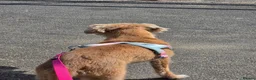 Mixed Breed dogs for sale: Sky for rehome - Advert 5