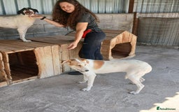 Mixed Breed dogs for adoption: Pixel, 3-4 yrs old. Available for adoption. - Image 2