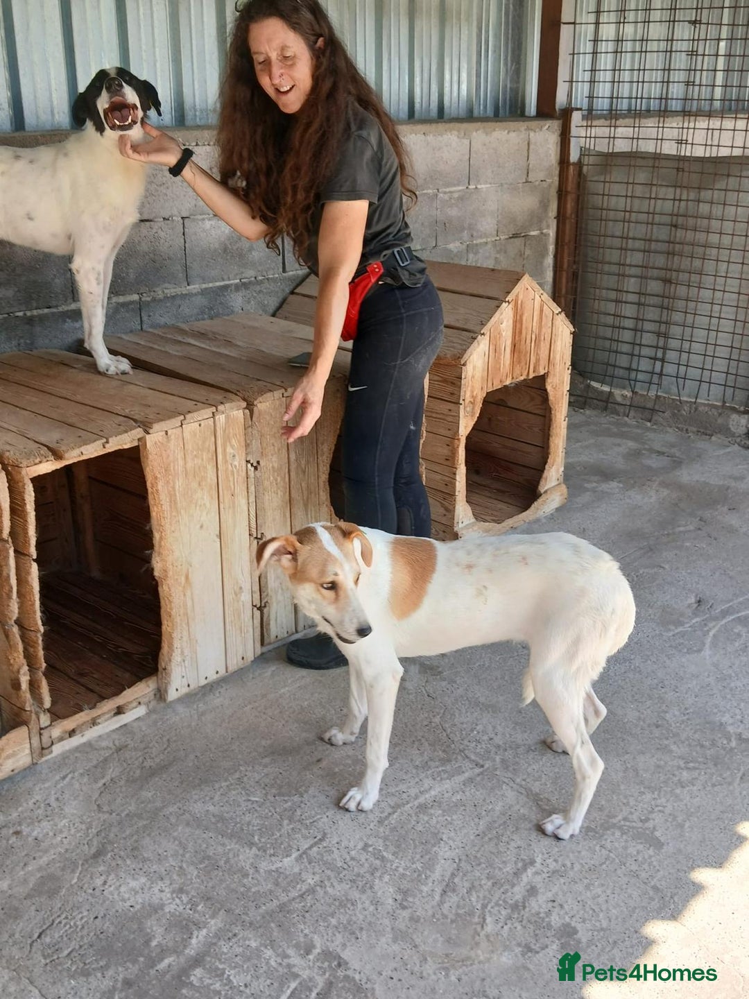 Mixed Breed dogs for adoption: Pixel, 3-4 yrs old. Available for adoption. - Image 2